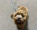 オンラインで犬のトレーニングを行います しつけ・トレーニングのアドバイス可能！　30分3000円 イメージ6