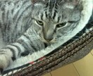 わんちゃん猫ちゃんをリアルタッチでイラストにします ペットのリアルタッチイラスト化 イメージ8