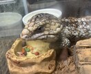 小動物、爬虫類、猛禽類などの飼育相談承ります 某個人営業の動物園での勤務経験から飼育のお悩み解決に導きます イメージ7