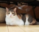 星座占い致します あなたの不安や悩みを少しでも解消 イメージ1