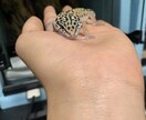 レオパードゲッコー飼育の悩み相談をできる限りします レオパードゲッコー飼育を考えてる方、飼育していて悩んでる方へ イメージ1