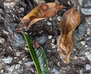 写真で判別！病害虫診断します 岐阜県で多数の治療実績！庭木の病害虫診断 イメージ3