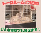 飼いたい人必見！うさぎさんとの生活をお伝えします 近年注目のペットであるうさぎさん。うさ飼いさんの暮らしとは？ イメージ2
