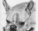 ペット・動物の【鉛筆画】を作成します 犬猫小鳥うさぎなど、プレゼントやご自宅用に。 イメージ10