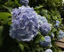 写真の素材を提供します 一眼レフで撮った写真を提供します。 イメージ1