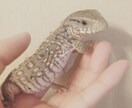 爬虫類、両生類、その他昆虫類の飼育法、相談のります！ イメージ2