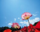 親が離婚した経験をもつ子どもが相談受けます 親に離婚される子どもの気持ちをお伝えします イメージ1