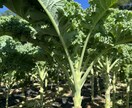 土壌医の家庭菜園のコツ！ご相談に乗ります 〜土壌医が教える〜『理屈が分かると楽しい！家庭菜園のコツ』 イメージ1