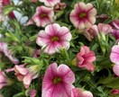 お花と繋がり霊視で【チャット】メッセージを降します 今の悩み、心配事、なんでもお花に聞いて、お答え致します。 イメージ1
