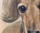 大切なペットの似顔絵をキャンバスにお描きします 美術大学・大学院で培った技術を生かし、心を込めて制作します。 イメージ7
