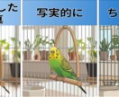 ペットの写真をベクター・イラストとして描きます ペットの写真を特別なイラストとして残したい飼い主様へ！ イメージ4