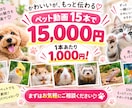ペット写真1枚から可愛いリール動画15本作ります あなたのペットが主役！15秒のAI動画を15本制作 イメージ7