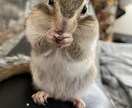 なんでも聞きます 恋愛、仕事、進路、ペットの事、嬉しい、悲しい、愚痴、相談など イメージ1