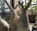 塊根植物のはじめかたをお伝えします 塊根植物(パキプスなど)を育てるための第一歩をサポートします イメージ3