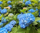 商用・商品化に使える花の写真素材を撮影します 色んな花を指定でき、幅広い用途で使えます イメージ7