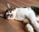 ペット鑑定 |今もそばに、あの子の想いがあります 伝えきれなかった想いを、魂の記憶からすくい上げてお届けします イメージ5