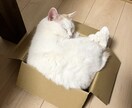 悩みが堂々巡りしてる方！本質を見極めてツッコミます 友達感覚、ゆるい雰囲気でお話しします イメージ3