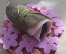 和菓子作りに関する疑問や悩みに答えます 和菓子職人の意見やアドバイスが聞きたい時にオススメ イメージ1
