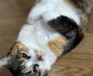 あなたの悩み、なんでも優しく聞きます 絶対1人で悩まないで。僕がいます。 イメージ1