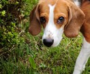 自然体を得意とするカメラマンが撮影代行します 何気ない日常や思い出の日を自然な姿で写真に残す イメージ1