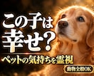 ペットの気持ち|犬・猫・動物全般を龍王が霊視します ペットの本当の気持ち・家族への想い・今望んでいること イメージ1