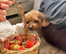 愛犬の写真・動画で癒しをお届けします 疲れているあなたへわんちゃんの癒しをお届けします(資格保有) イメージ1