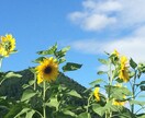 カウンセラーが働き方生き方についてお話聞きます 今の生き方、働き方をもっと豊かで実りあるものにしたいあなたへ イメージ1
