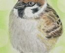 オーダーメイド色鉛筆画　世界に一つの原画になります 愛鳥や野鳥を色鉛筆でひと塗りひと塗りリアルに仕上げます。原画 イメージ10