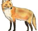 ペット・動物のイラスト作成します 毛並みや模様の特徴を捉えてペットをイラストにします。 イメージ2