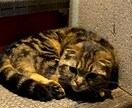 元ホストがあなたの心の声を受け止めます 孤独感や虚無感、心のモヤモヤを解消します イメージ2