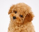 愛する家族（犬猫他）が元気になるよう遠隔施術します 遠隔オステオパシーで次元を超えて活き活きとした表情にします イメージ2