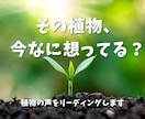 植物からのメッセージをお届けします あなたの大切な植物が感じているあなたへの想い イメージ1