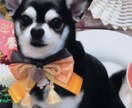 愛犬・愛猫のお写真から作品を制作します 大切な家族の思い出を形に残します イメージ9