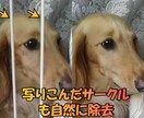大切なあの子の思い出を、高画質化します 写真のあの子、ぼやけたまま残しますか？ イメージ2