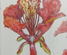 原画：お好きな植物を博物画風の植物画でお描きします 優美なる植物画で空間を昇華する、優雅なラグジュアリー空間に。 イメージ3