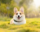 病院・薬は嫌！うつ病の辛い悩み、優しくお聴きします うつ病をセフルケアで完治させた経験者の私を頼ってください！ イメージ6
