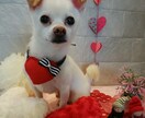 愛犬・愛猫のお写真から作品を制作します 大切な家族の思い出を形に残します イメージ4