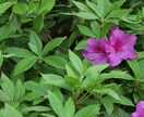 ツツジの写真あります 去年の5月に撮影した、公園に咲く花の写真です。 イメージ4