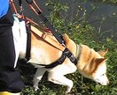 大型の老犬・障害犬の介護ハーネスを製作します 立ち上がり補助や歩行介助の初期から、終末期ケアまで使えます イメージ7