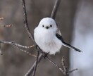 お選びいただいた写真を要望に沿って、お描きします どんな写真でも要望にお答えします！ イメージ3