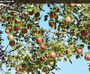 写真に写った果物をAIで自動カウントします 写真を送るだけ！AIが果物を自動で数えます イメージ1