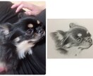 ペットの写真から水彩画か鉛筆画で似顔絵を描きます ペットの顔を描きます。原画をお届けします。 イメージ7
