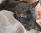 犬猫様の心のゴミとります ブロック解除、チャクラクリーニングをします イメージ1