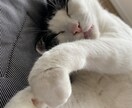 猫の多頭飼いについての相談に乗ります 現在一軒家で11匹の猫を飼育中、出費や猫同士の相性など イメージ2