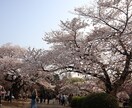 あなたの心に残るフォトをお届けします 自然体を生かし、一枚の写真で人の心を動かす写真家 イメージ8