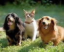 ペットロス大切な家族を亡くした悲しみを共に抱えます ペットロス/喪失感/犬/猫/動物/家族/ペット/別れ/死 イメージ6