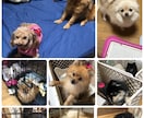 保護活から✴︎学んだペット霊視お気持ち拝見します 保護活から得たペットそれぞれの気持ちをお伝えします†✴︎ イメージ5