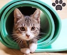 ペット自慢♡親バカ愛トーク大歓迎！全部受け止めます 飼い主だからわかる、その気持ち♡柴犬ママが共感します イメージ7