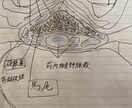 整形外科フリー素材提供します 骨,筋,靭帯描きます(脈管系も承ります) イメージ2