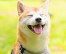 犬・猫・ペットの自然な写真を撮影します ペットと家族が過ごす時間をプロクオリティで残しませんか？ イメージ1